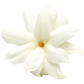 Restoration Oil Treatment - Palma Rosa