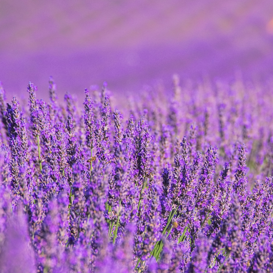 Restoration Oil Treatment - Lavanda