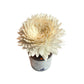 Bosque Gift set