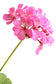 Flor Te' Hydrosol